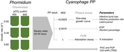 Cyanophage Propagation in the Freshwater Cyanobacterium Phormidium Is Constrained by Phosphorus Limitation and Enhanced by Elevated pCO2